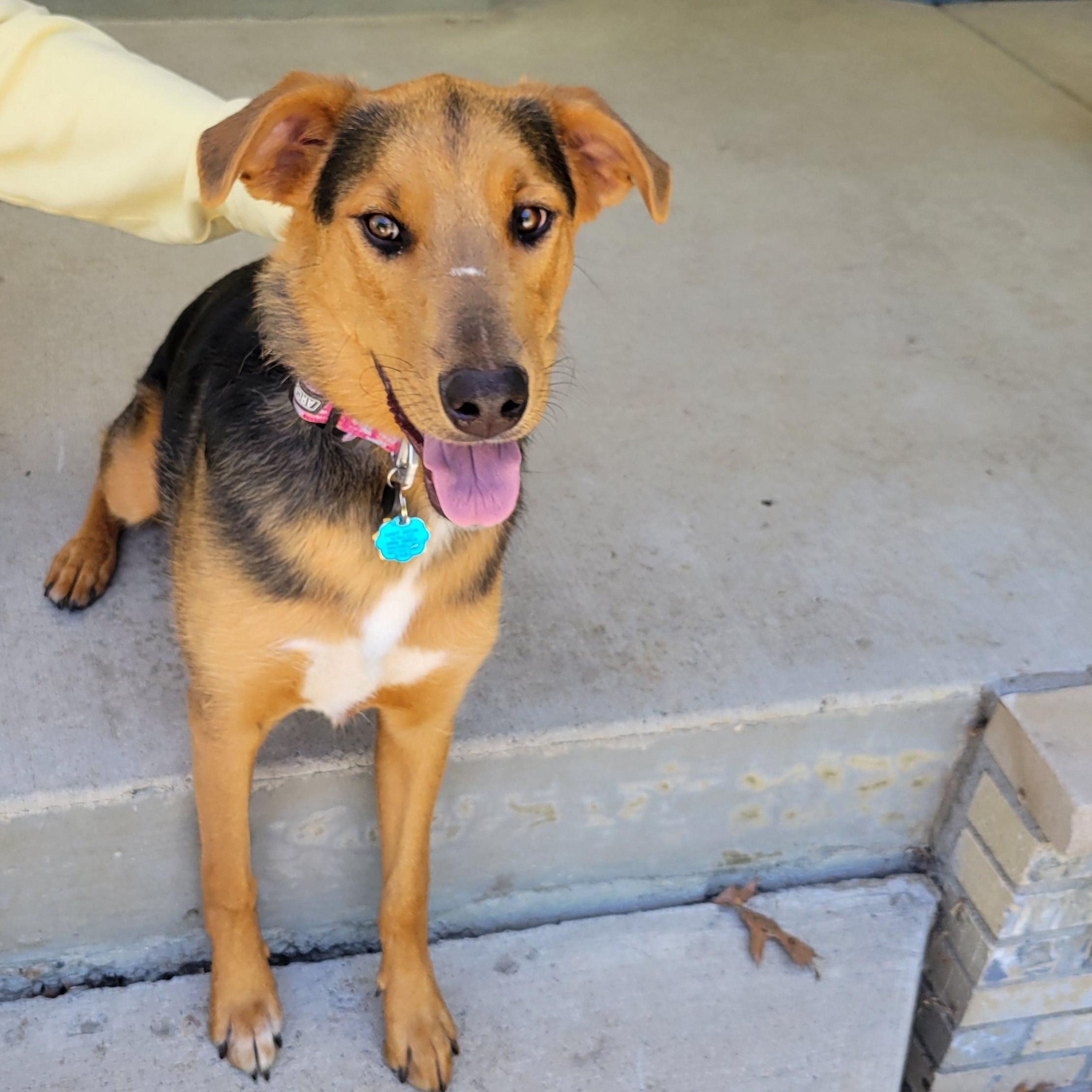 Enlarge Leilee, an adoptable mixed breed in Faribault, MN image 2/4