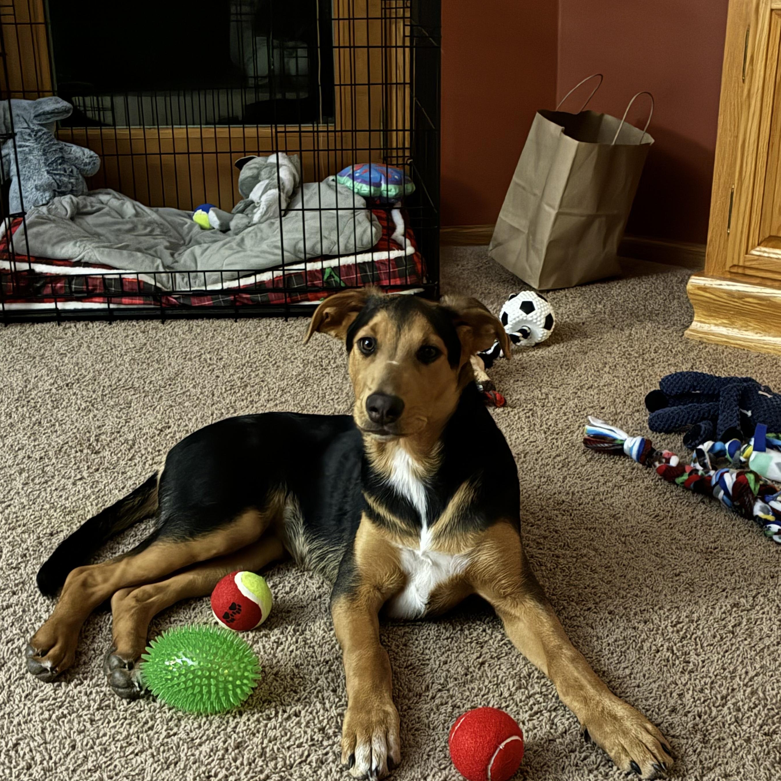 Leilee, adoptable, Young Female Collie.