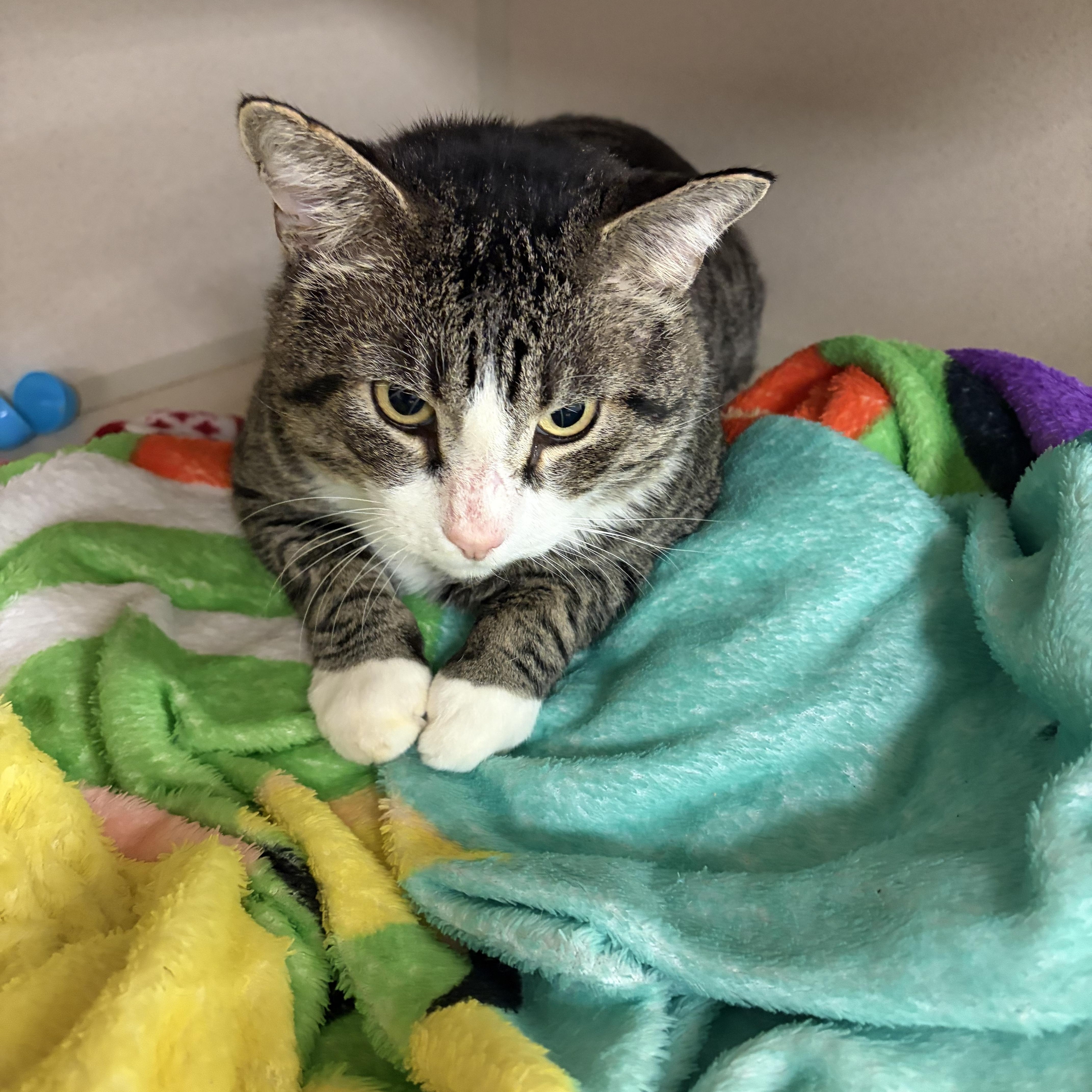 Jerry, Adoptable, Adult Male Domestic Short Hair.