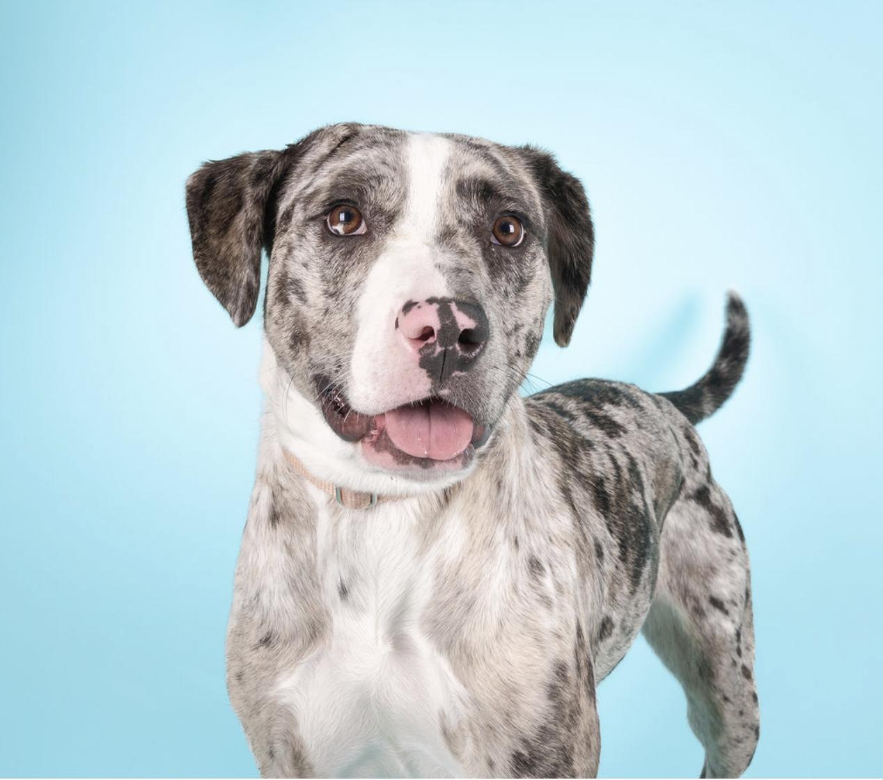 Enlarge Freida, a Adoptable mixed breed in Medford, NY image 2/6