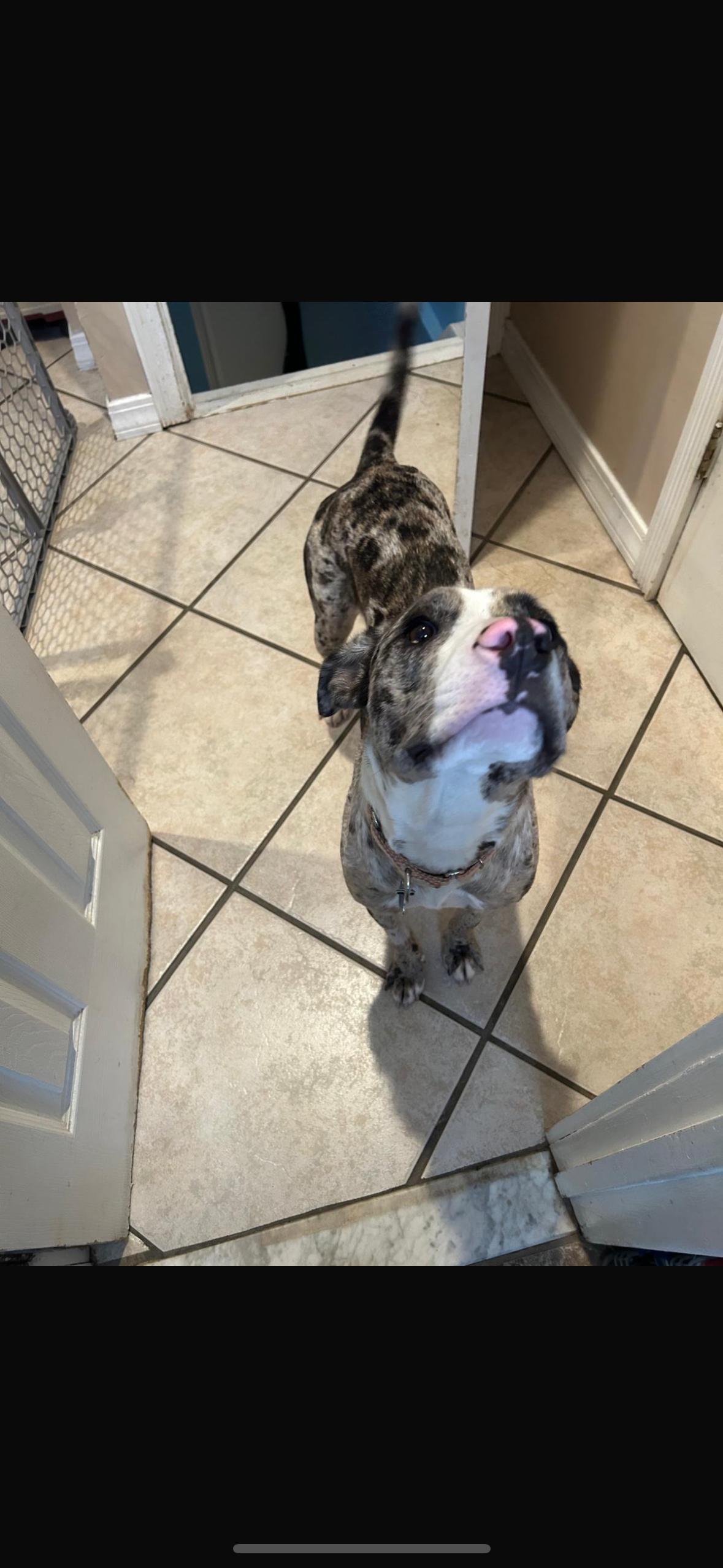 Enlarge Freida, a Adoptable mixed breed in Medford, NY image 4/6