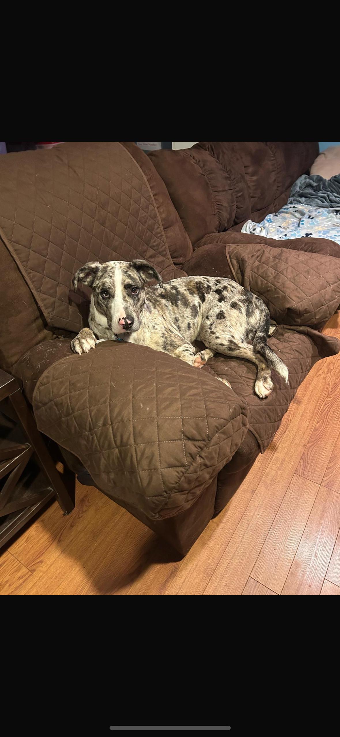 Enlarge Freida, a Adoptable mixed breed in Medford, NY image 5/6