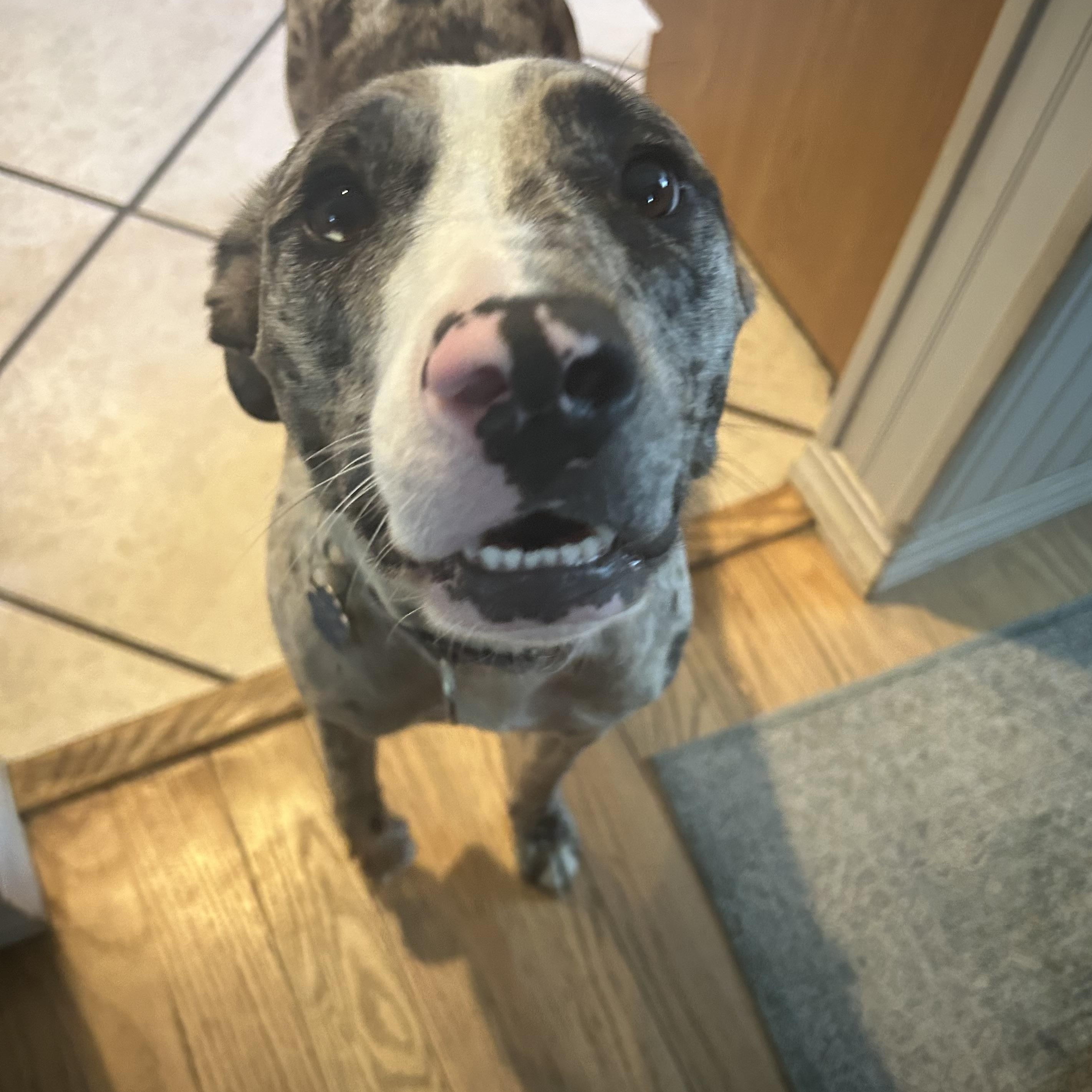 Freida