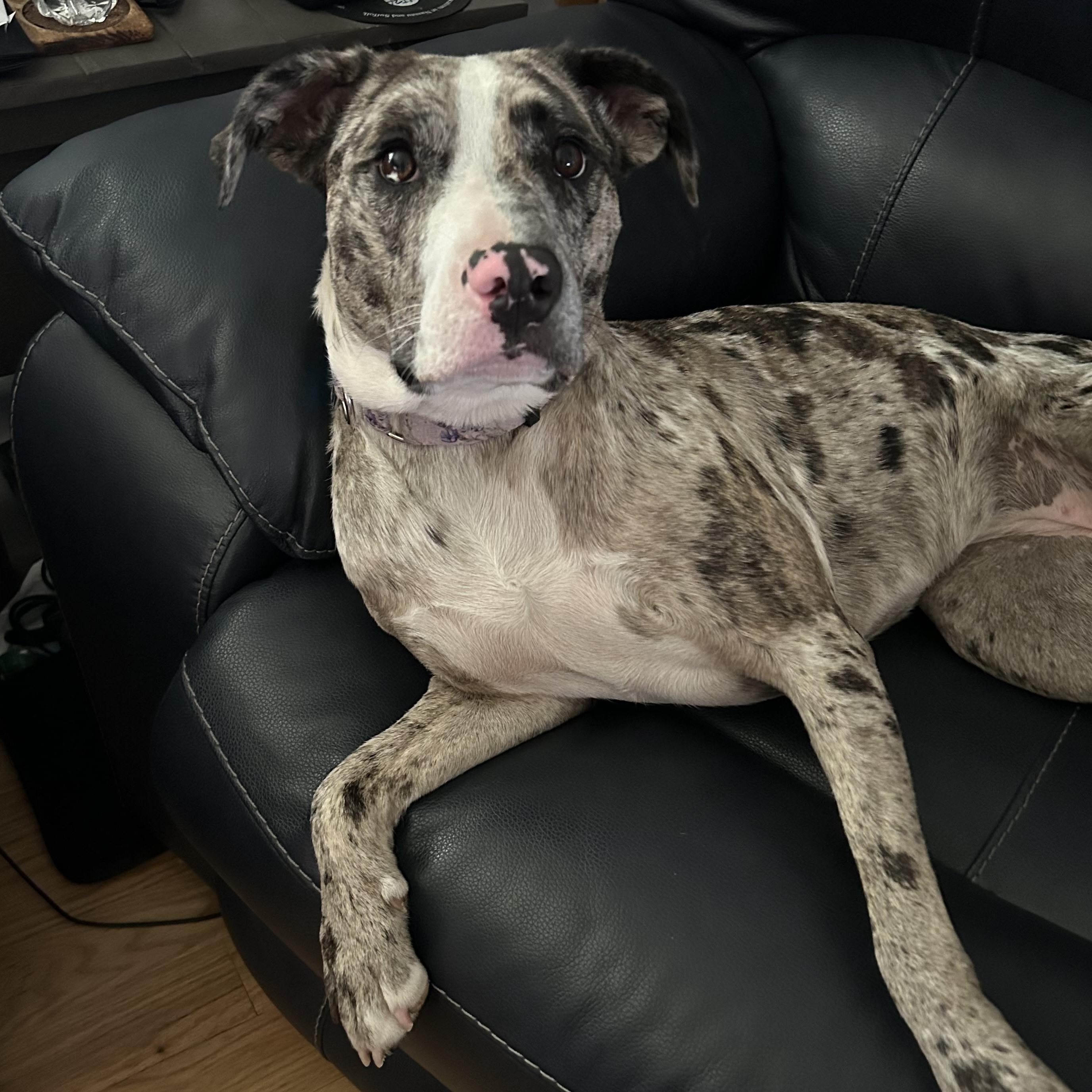 Enlarge Freida, a Adoptable mixed breed in Medford, NY image 1/6