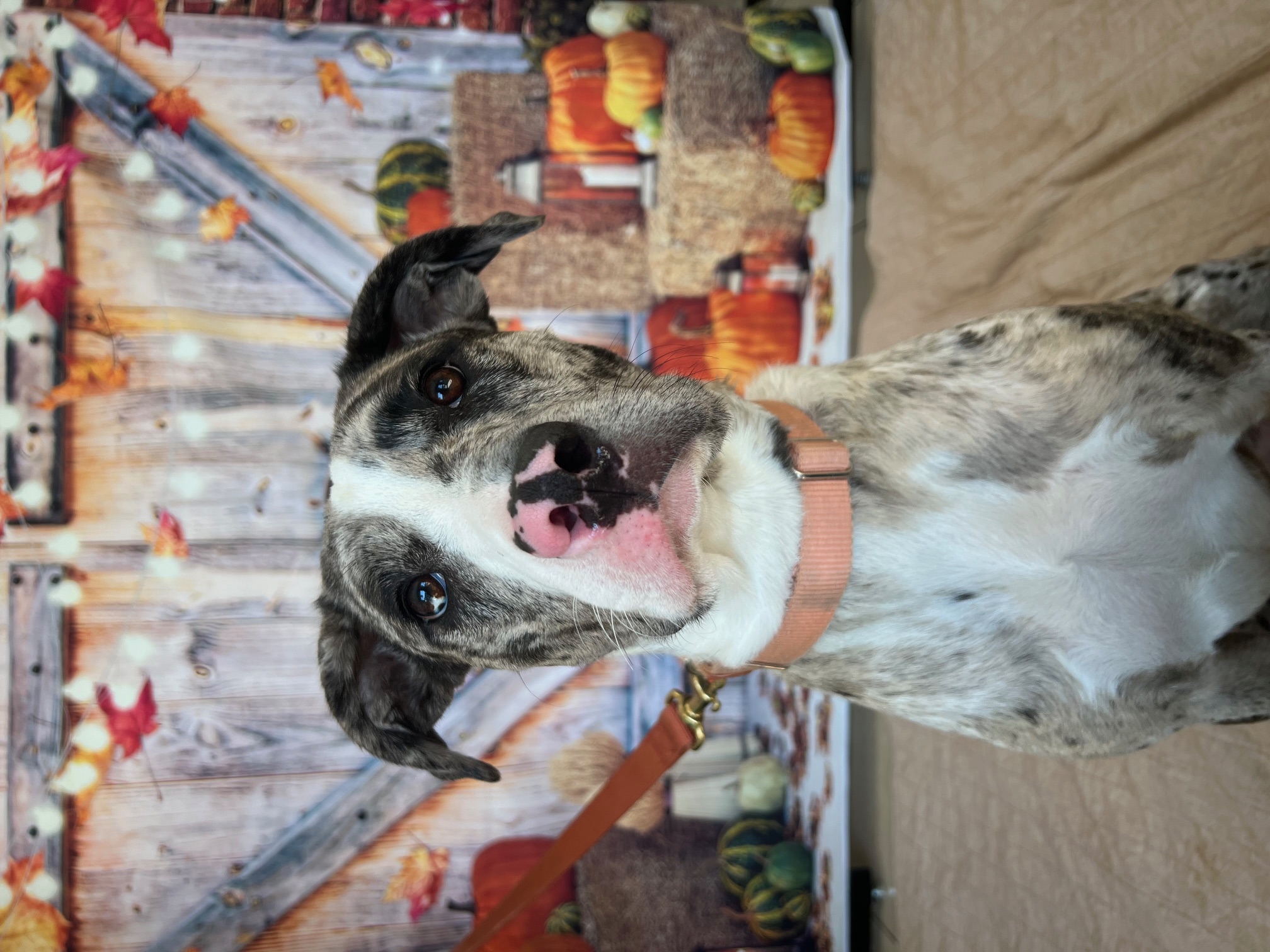 Enlarge Freida, a Adoptable mixed breed in Medford, NY image 3/6