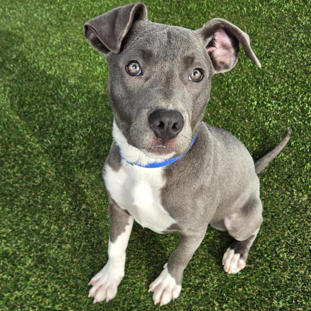 Sky Blue, Adoptable, Puppy Female Mixed Breed.