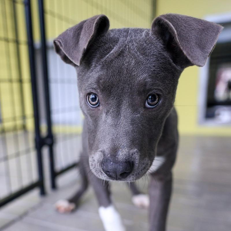 Enlarge Sky Blue, a Adoptable Mixed Breed in Bradenton, FL image 2/3