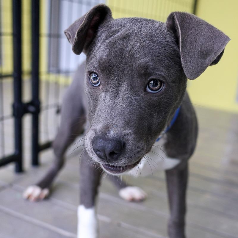 Enlarge Sky Blue, a Adoptable Mixed Breed in Bradenton, FL image 3/3