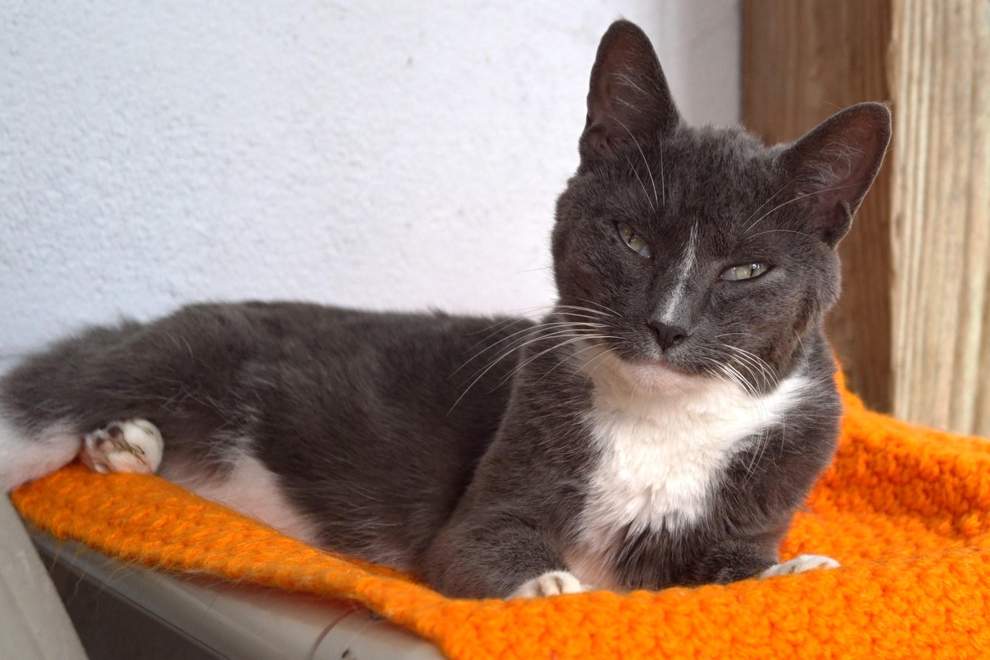 Shana, Adoptable, Adult Female Domestic Short Hair.