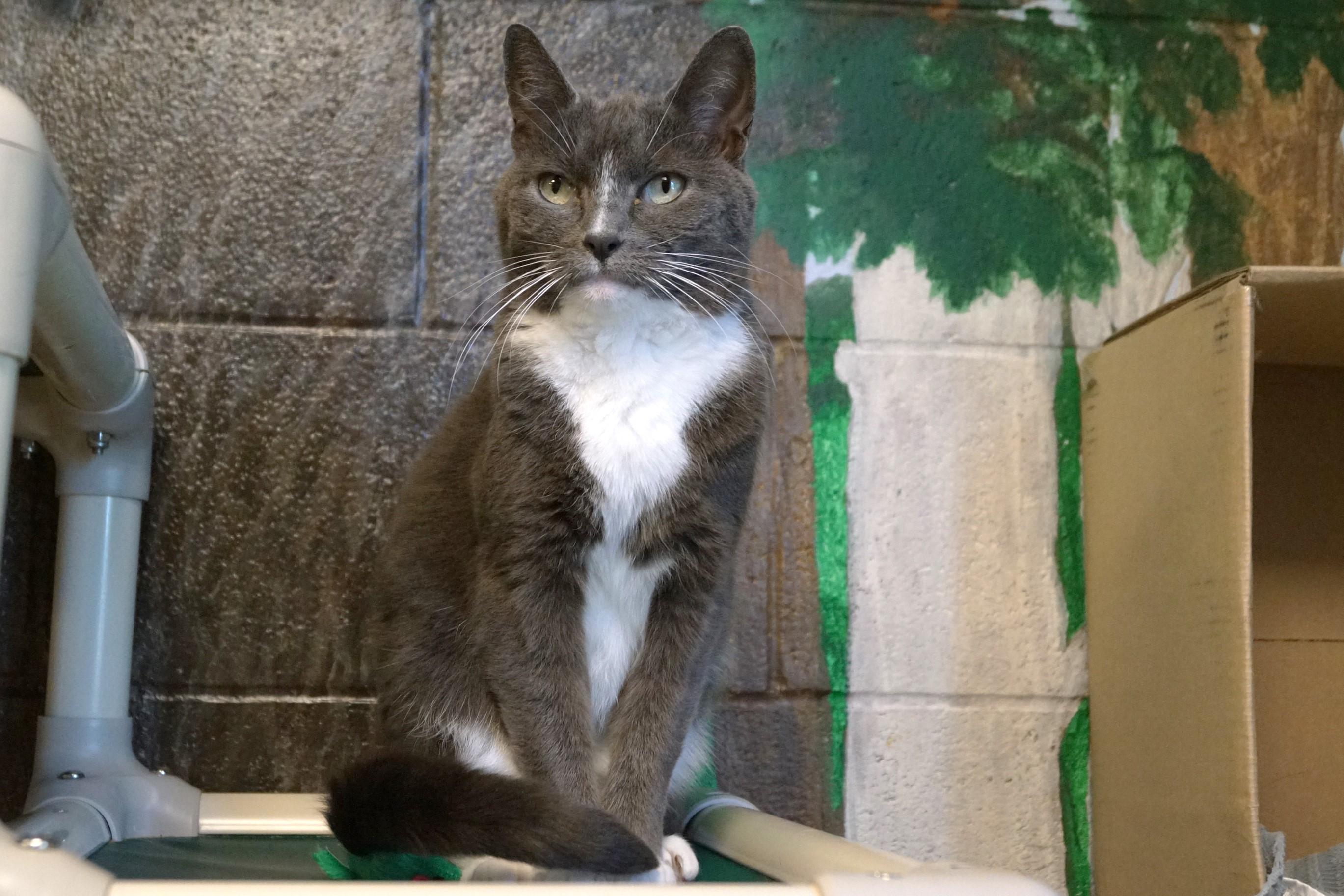 Shana, a Adoptable Domestic Short Hair in New Milford, CT image 3/6
