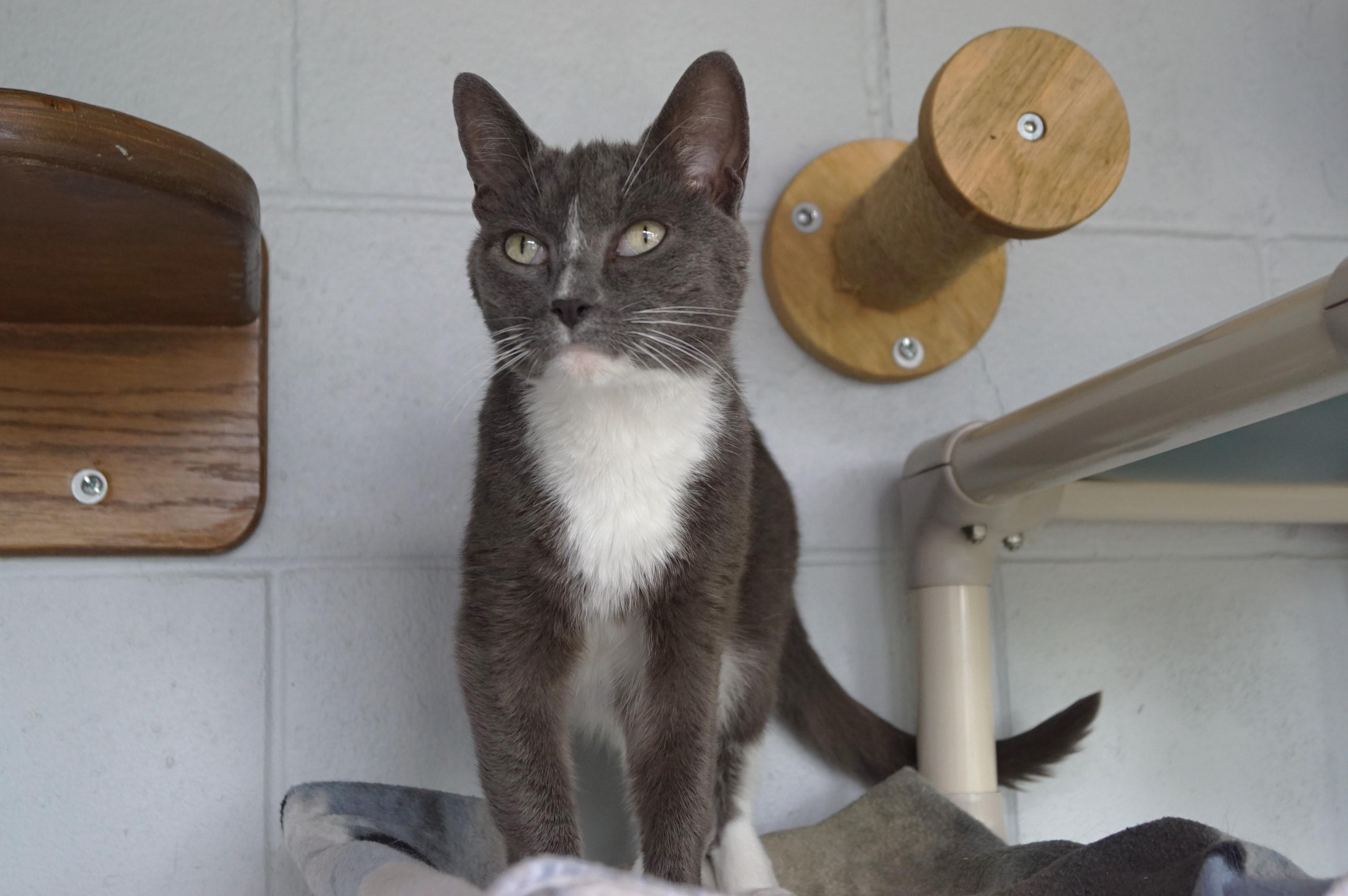 Shana, a Adoptable Domestic Short Hair in New Milford, CT image 4/6