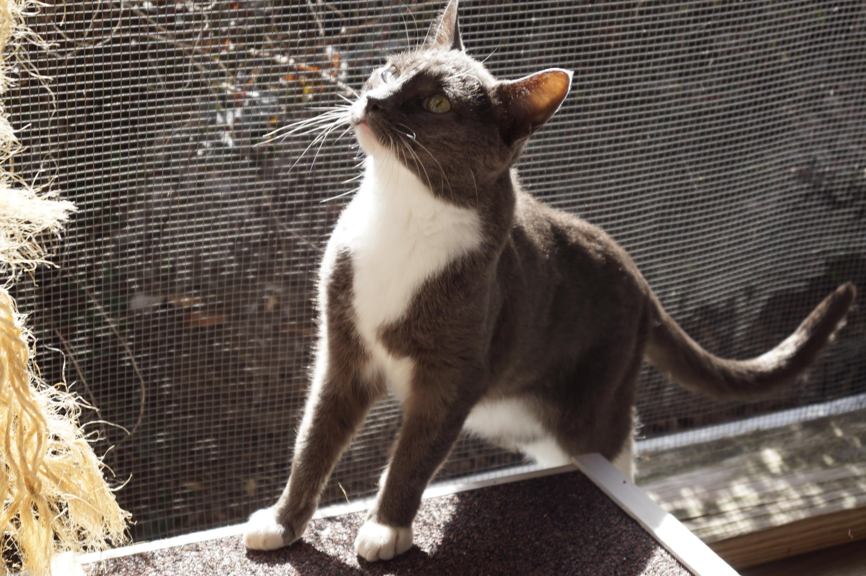 Shana, Adoptable, Adult Female Domestic Short Hair.