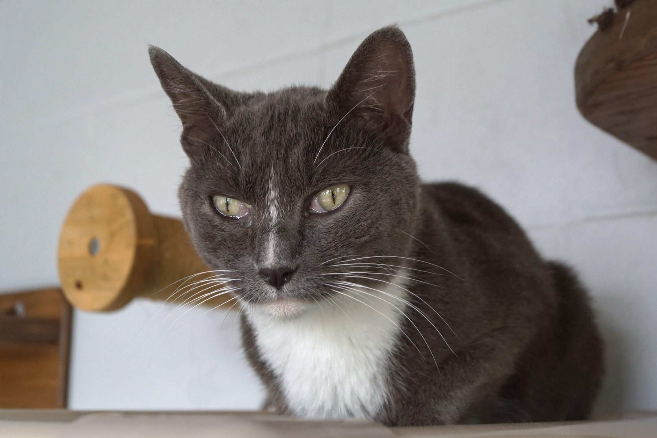 Shana, a Adoptable Domestic Short Hair in New Milford, CT image 5/6