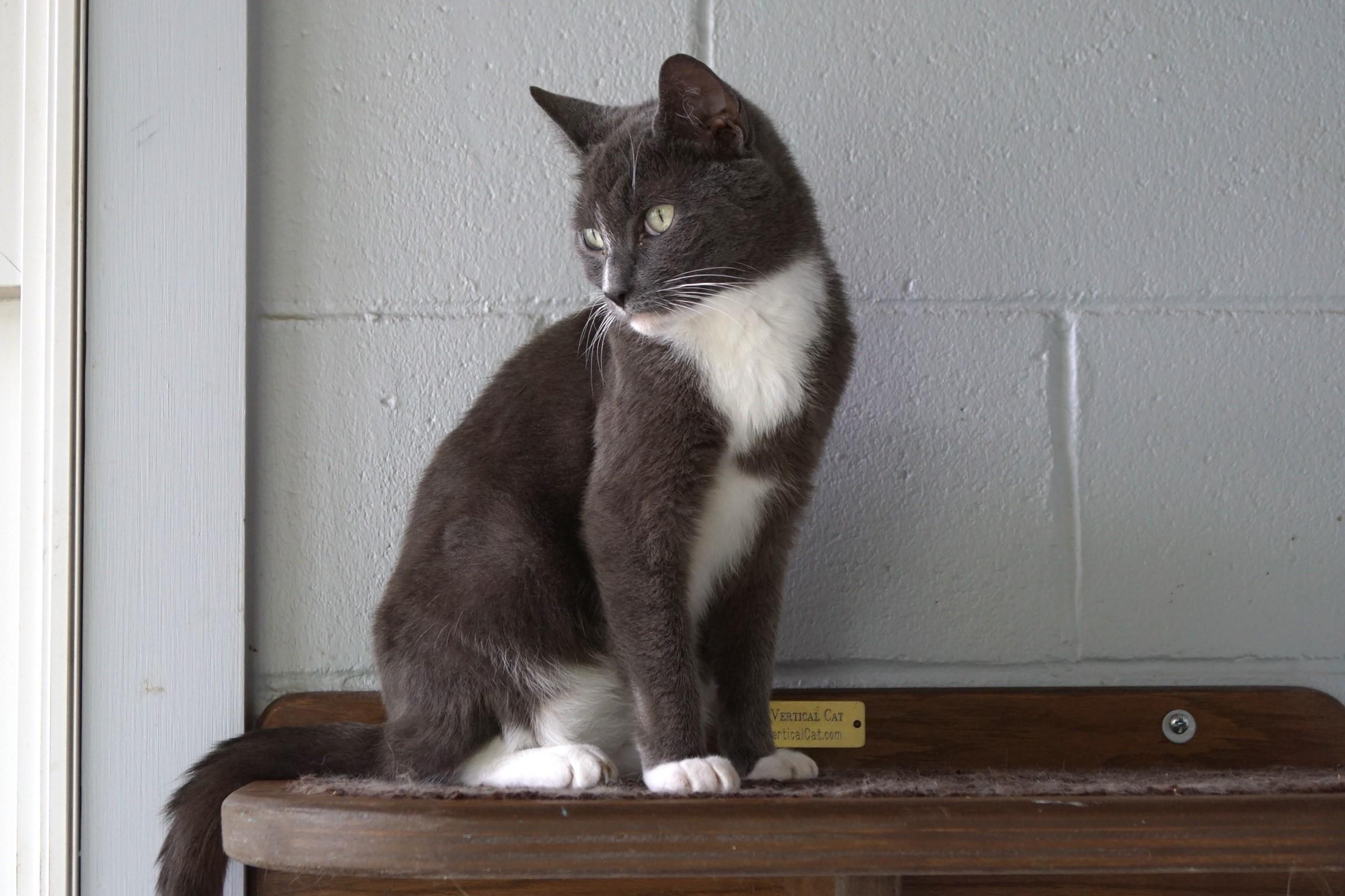 Shana, a Adoptable Domestic Short Hair in New Milford, CT image 6/6