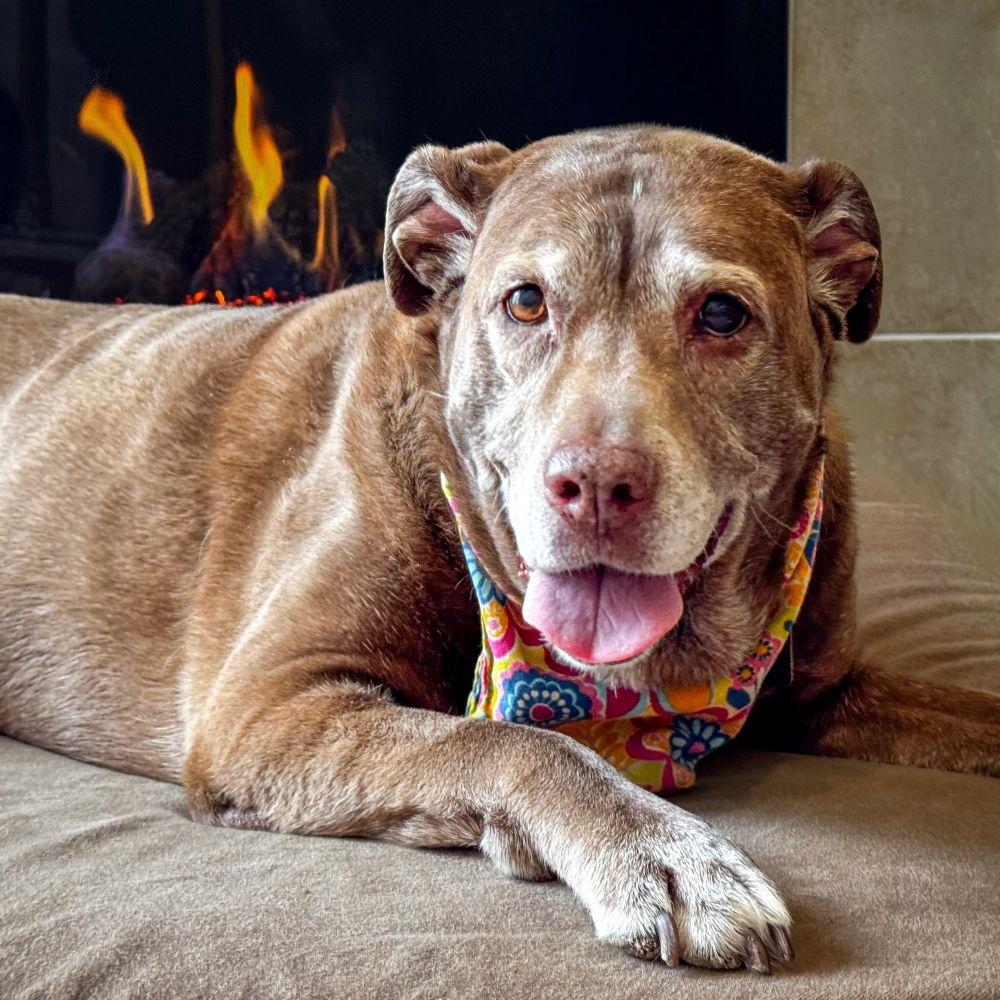 Nika, Adoptable, Senior Female Mixed Breed.