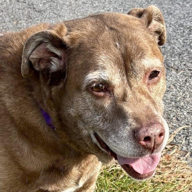 Nika, a Adoptable Mixed Breed in Rensselaer, NY image 1/5