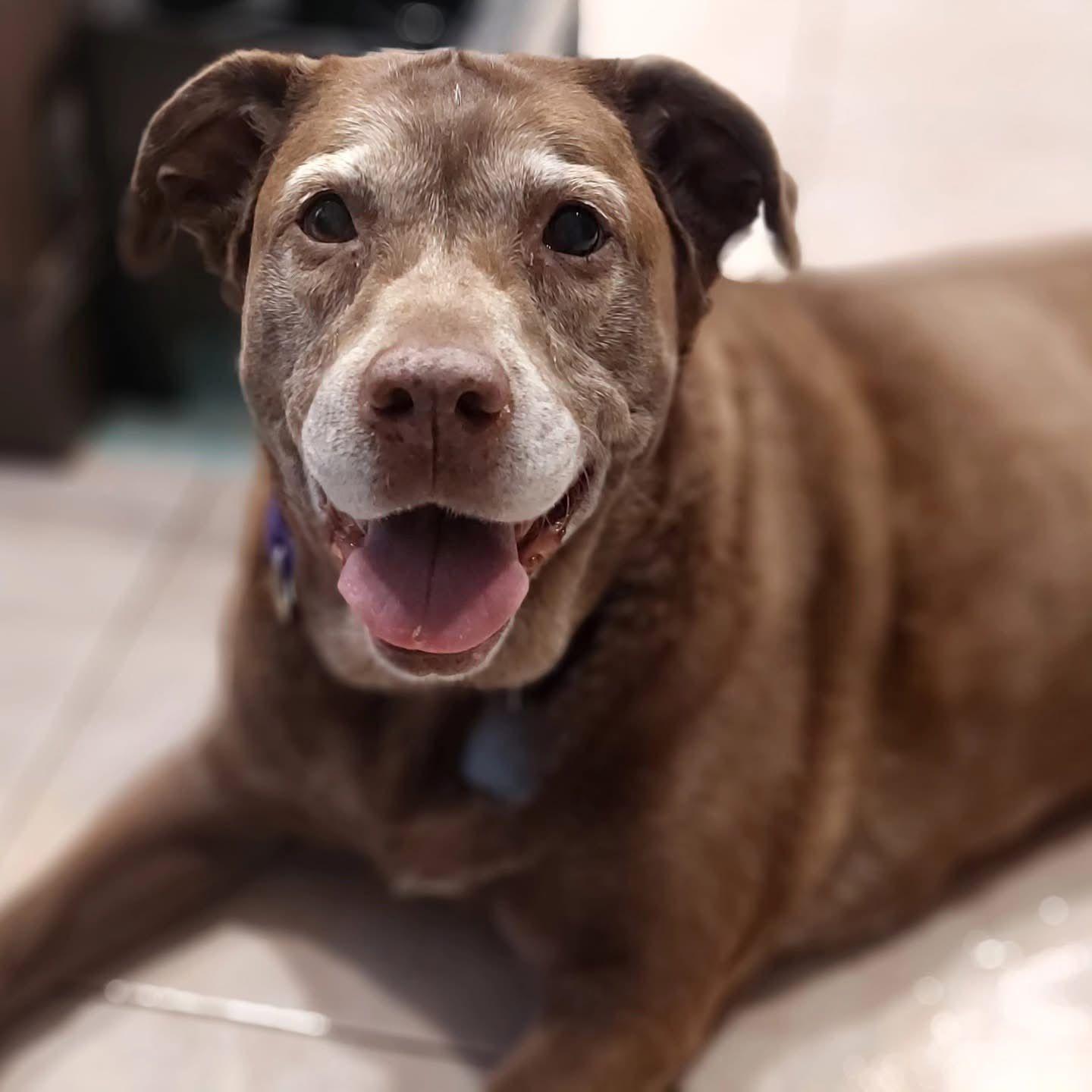 Nika, a Adoptable Mixed Breed in Rensselaer, NY image 2/5