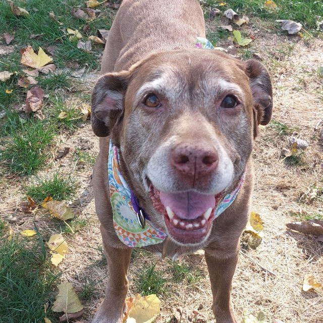 Nika, a Adoptable Mixed Breed in Rensselaer, NY image 3/5