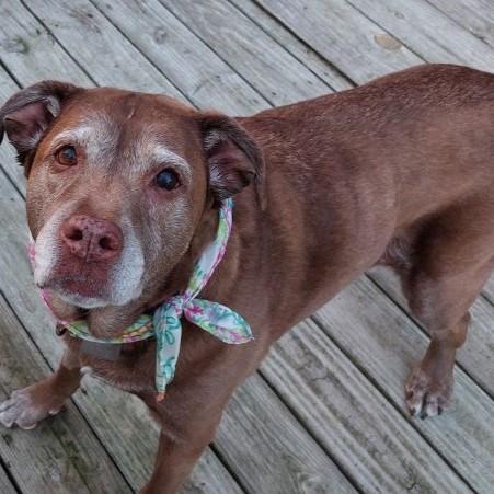 Nika, a Adoptable Mixed Breed in Rensselaer, NY image 4/5