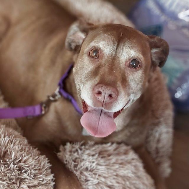 Nika, a Adoptable Mixed Breed in Rensselaer, NY image 5/5