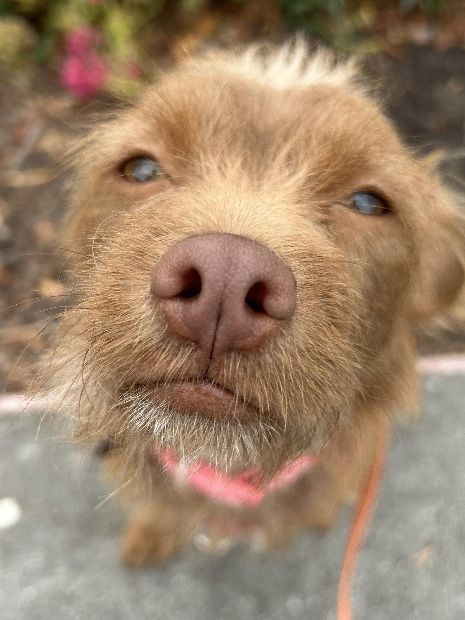 Niffty, Adoptable, Young Female Terrier.