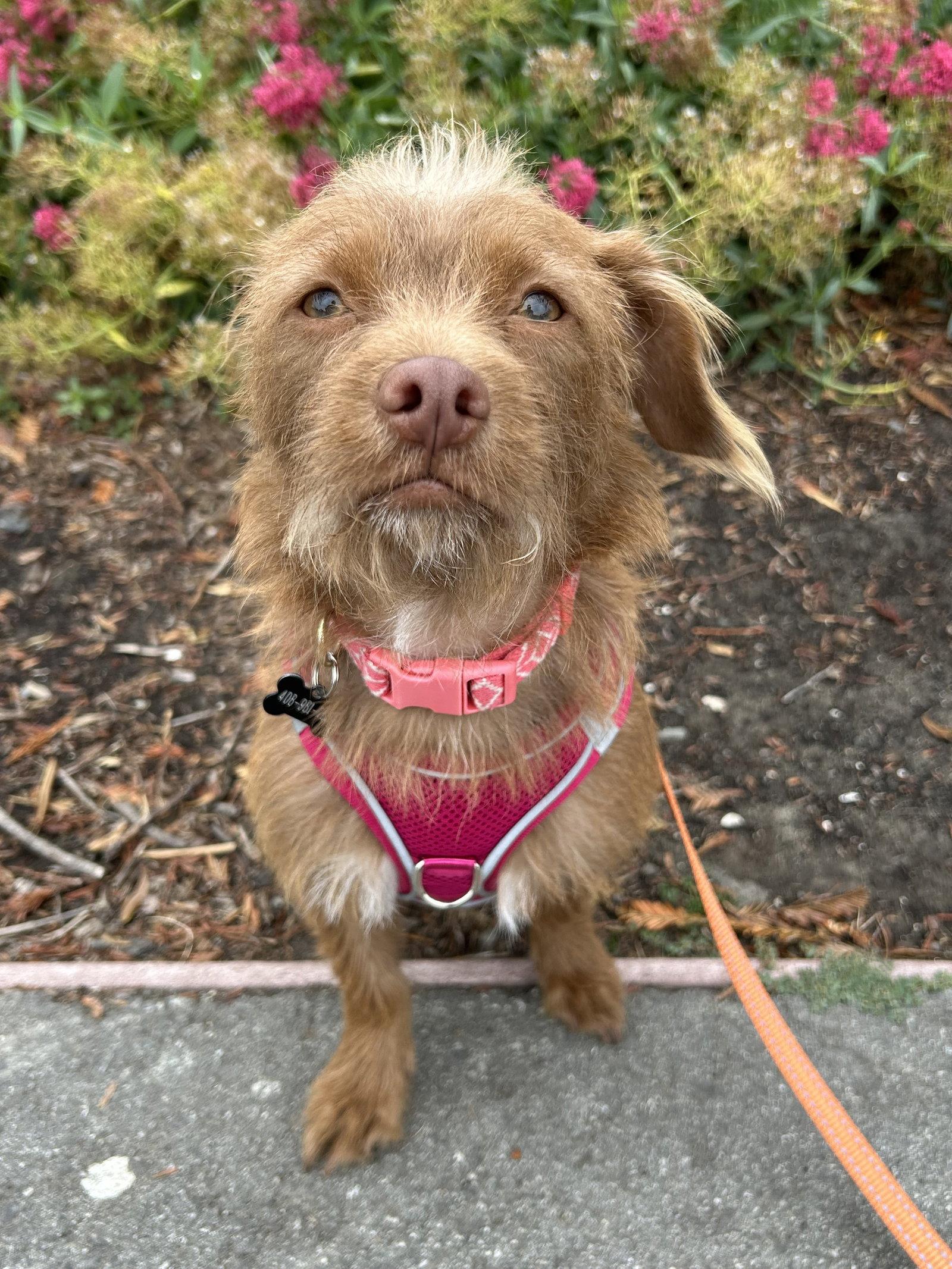 Enlarge Niffty, a Adoptable Terrier in Santa Clara, CA image 2/3