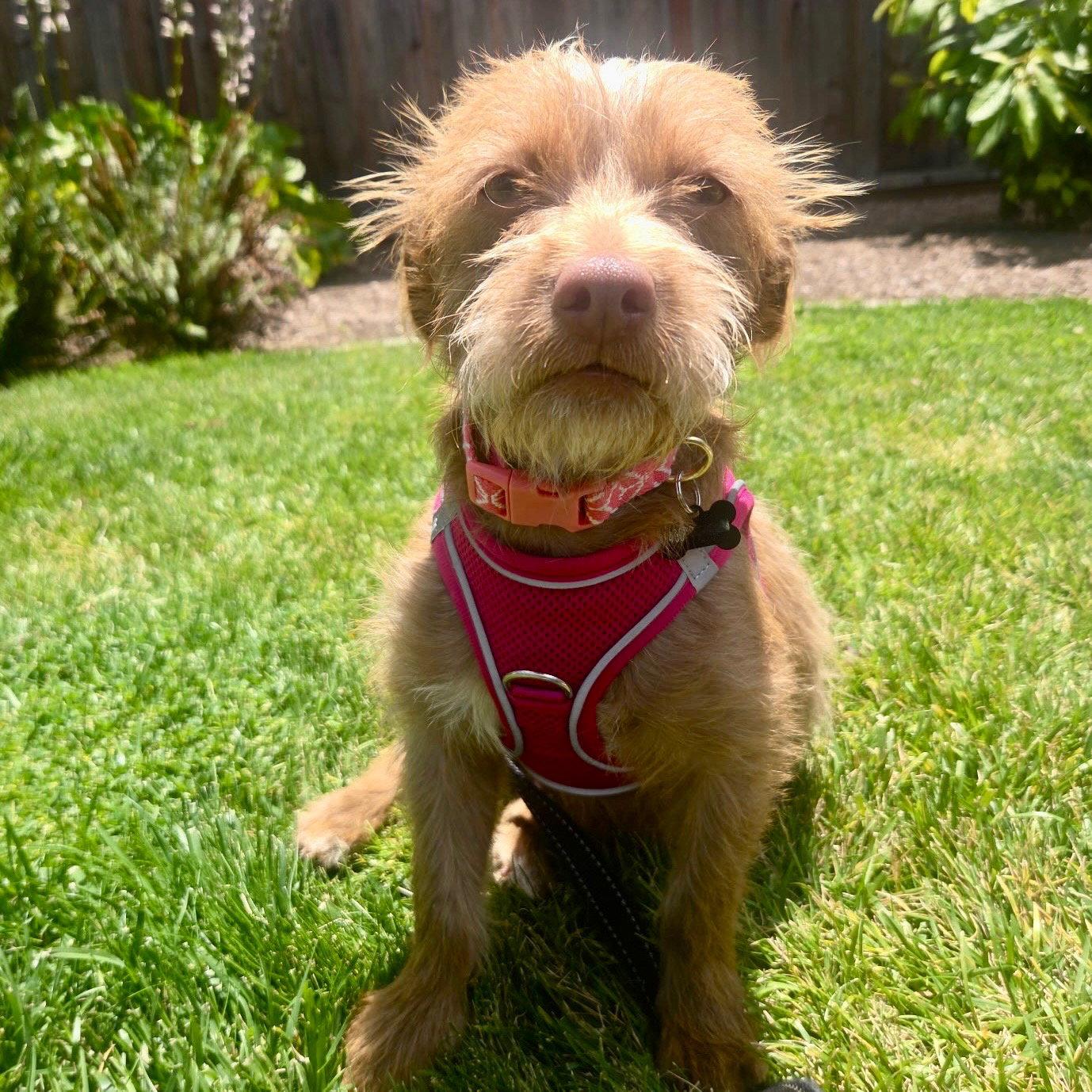 Enlarge Niffty, a Adoptable Terrier in Santa Clara, CA image 3/3