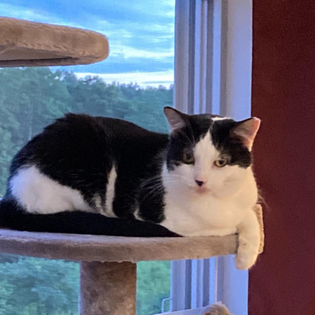 Enlarge Mollie, a Adoptable Domestic Short Hair in State College, PA image 2/6