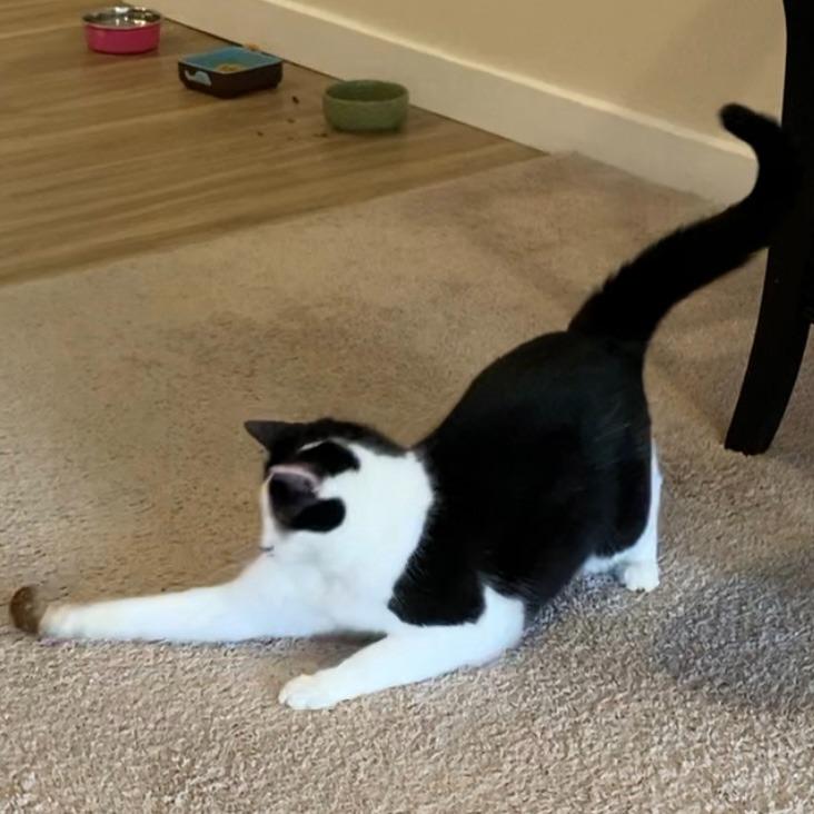 Mollie, a Adoptable Domestic Short Hair in State College, PA image 3/6