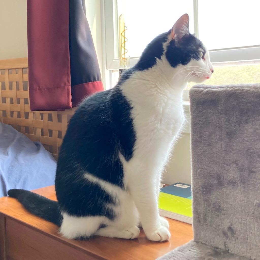 Mollie, a Adoptable Domestic Short Hair in State College, PA image 4/6