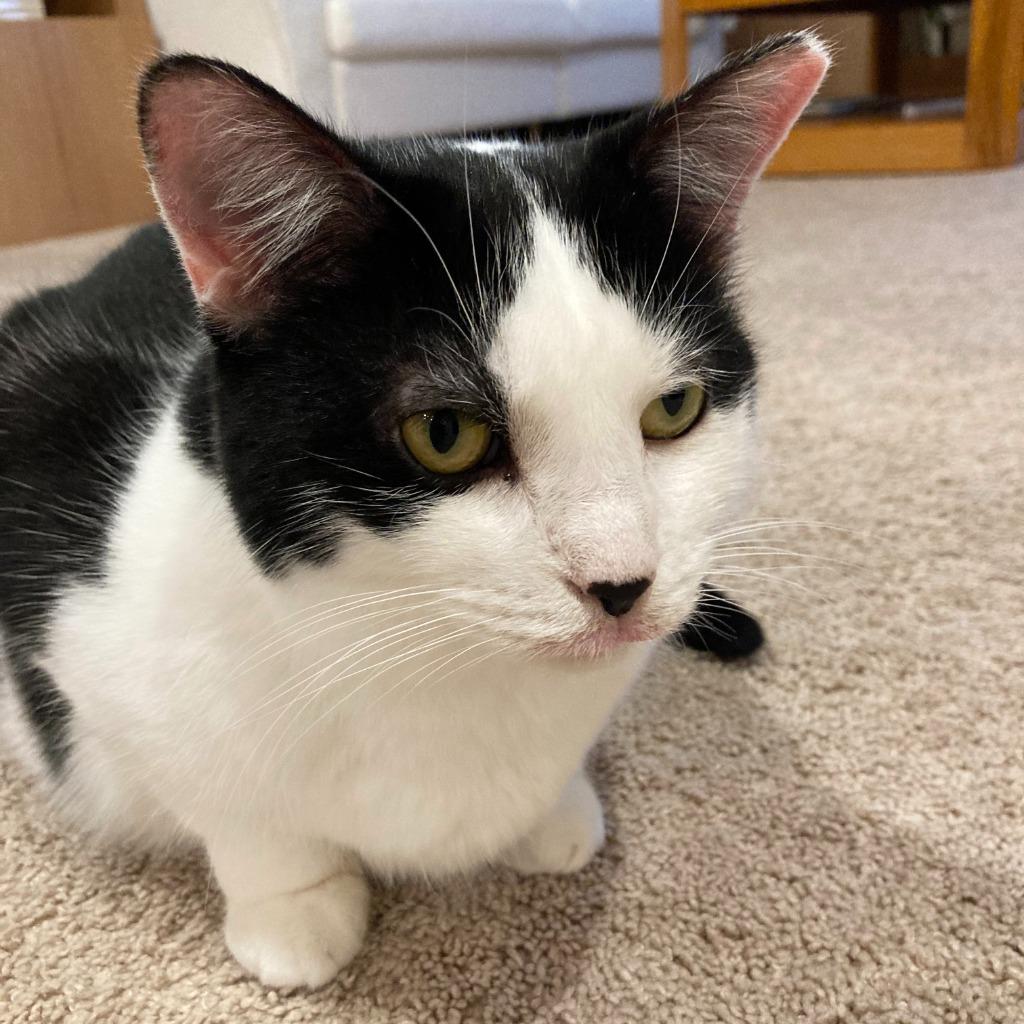 Enlarge Mollie, a Adoptable Domestic Short Hair in State College, PA image 3/6