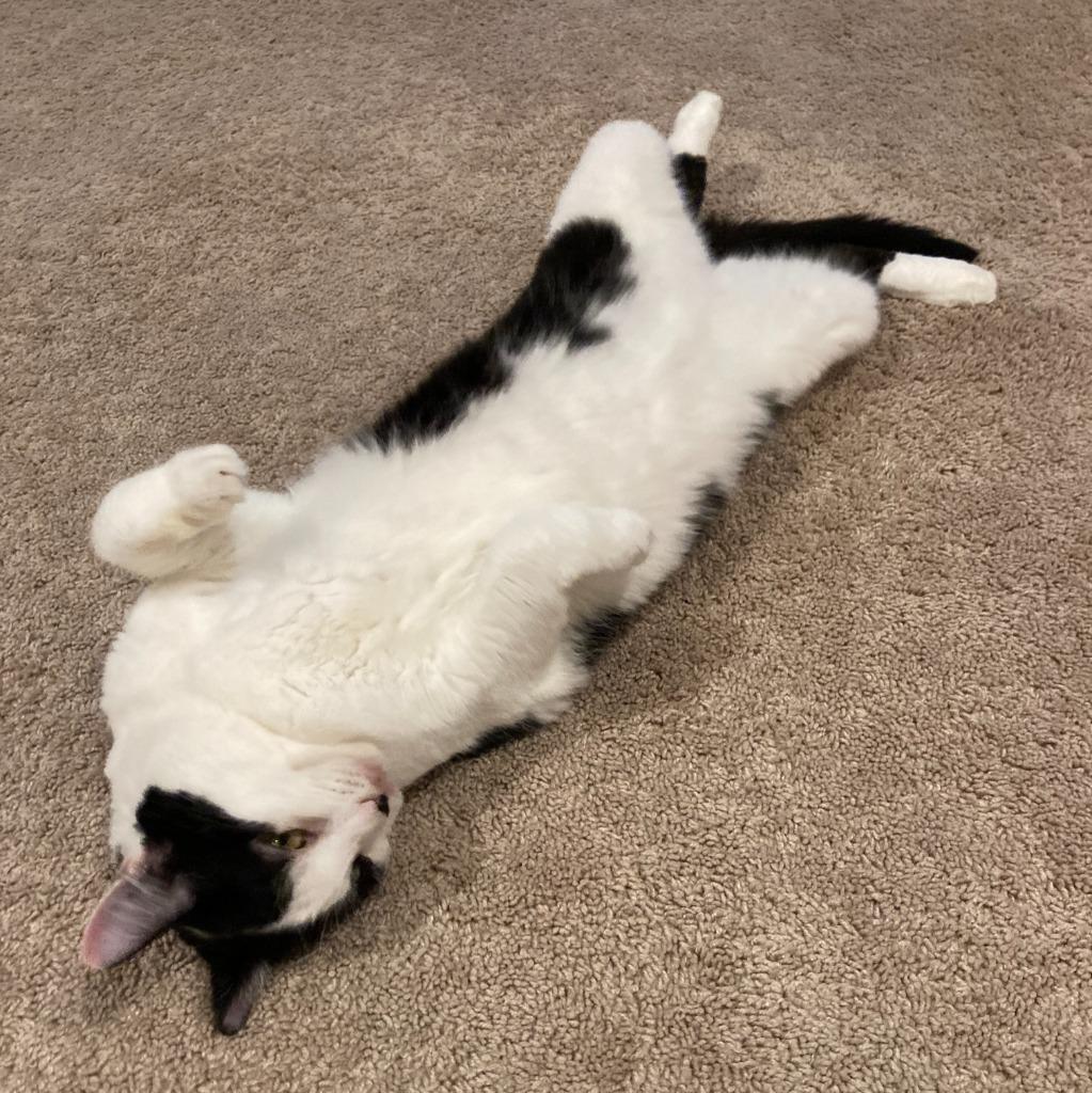 Mollie, a Adoptable Domestic Short Hair in State College, PA image 6/6