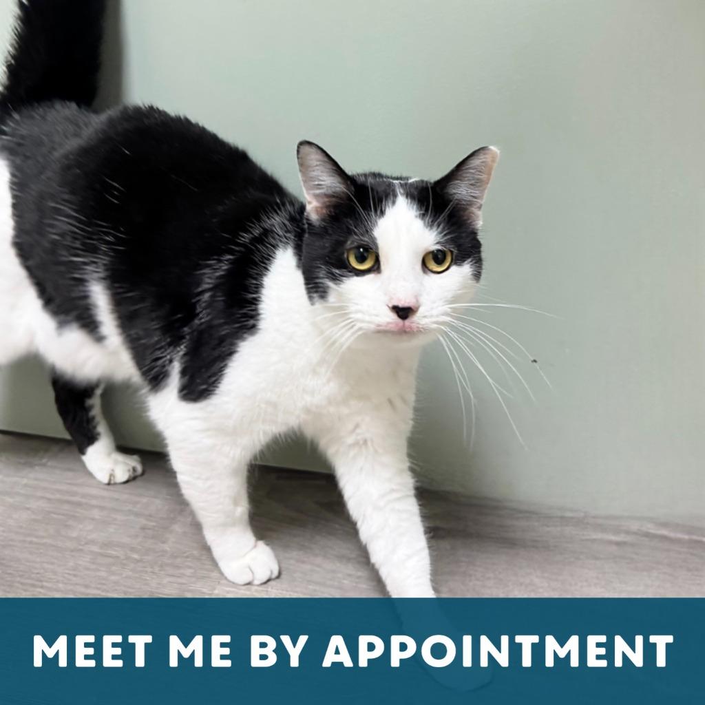 Enlarge Mollie, a Adoptable Domestic Short Hair in State College, PA image 5/6