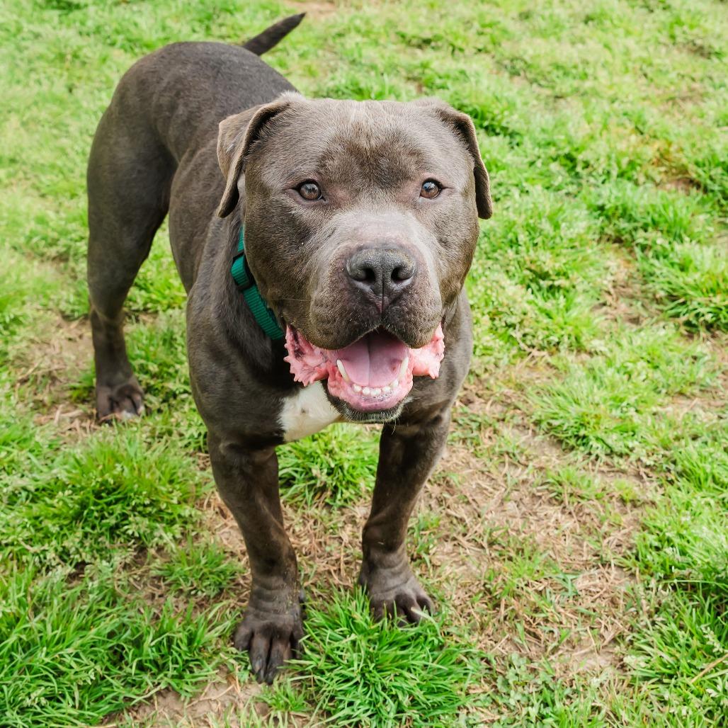 Ink, a Adoptable Mixed Breed in Gloucester, VA image 1/6