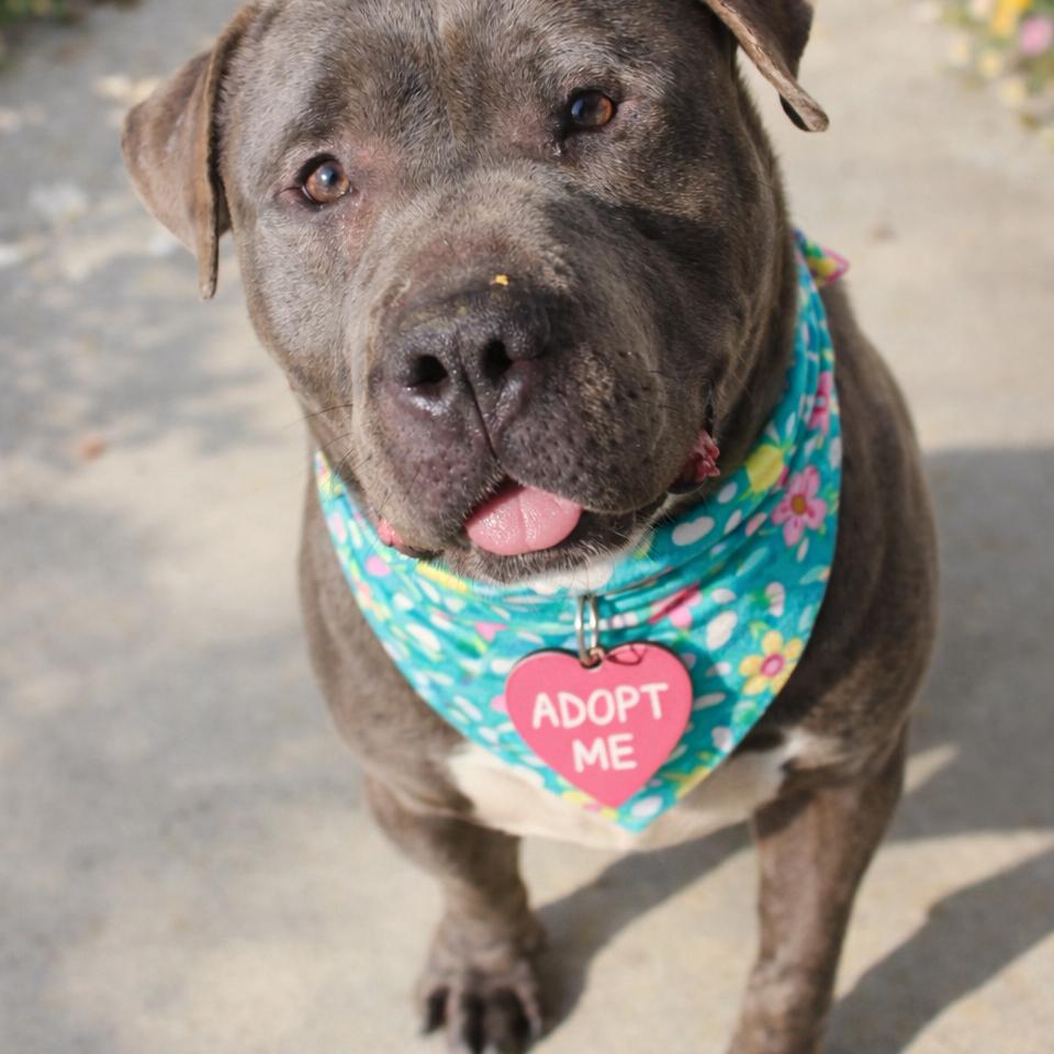 Ink, a Adoptable Mixed Breed in Gloucester, VA image 2/6
