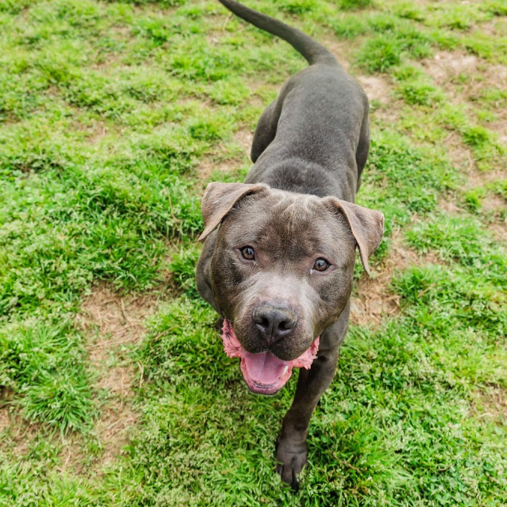 Ink, a Adoptable Mixed Breed in Gloucester, VA image 3/6
