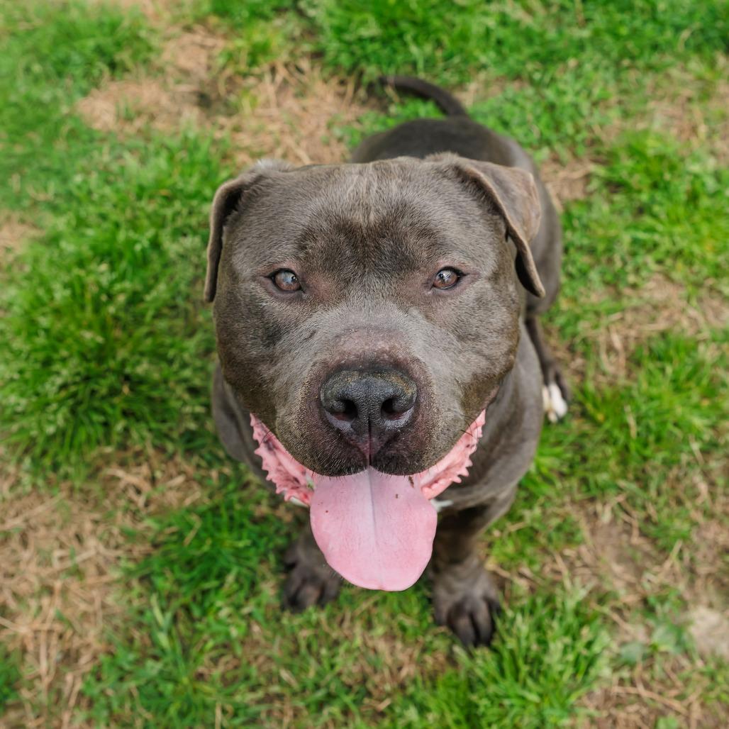 Ink, a Adoptable Mixed Breed in Gloucester, VA image 4/6