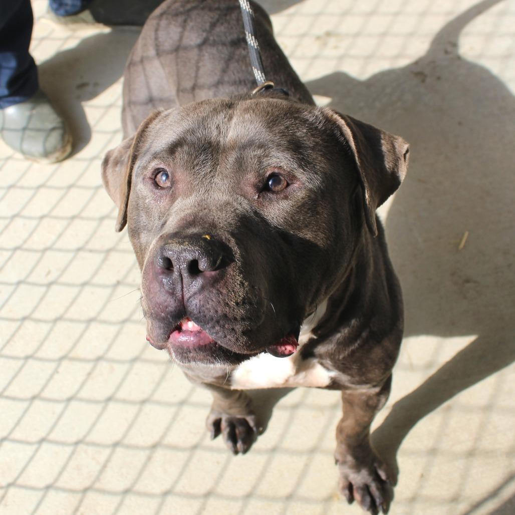 Ink, a Adoptable Mixed Breed in Gloucester, VA image 5/6