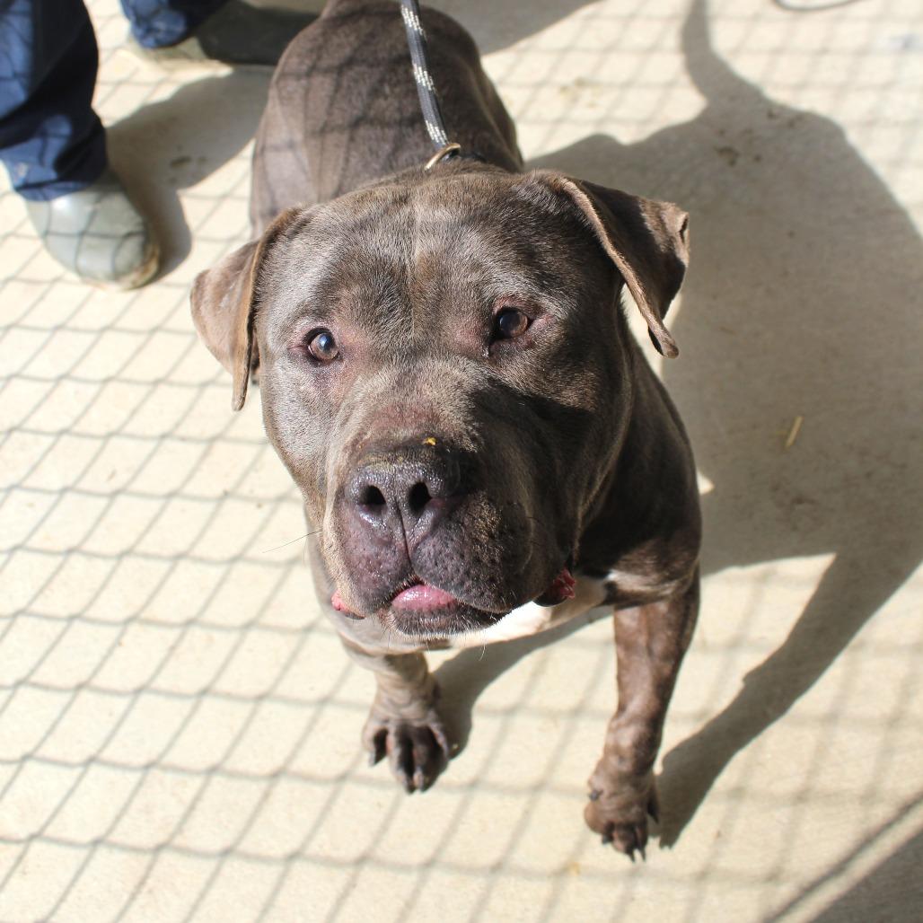 Ink, a Adoptable Mixed Breed in Gloucester, VA image 6/6