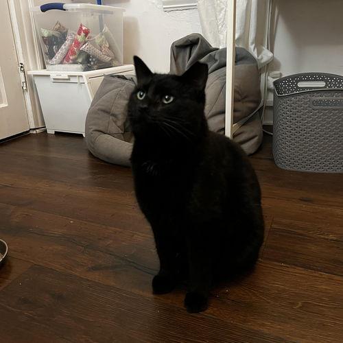 Enlarge Livewire, a Adoptable Domestic Short Hair in South Euclid, OH image 2/3