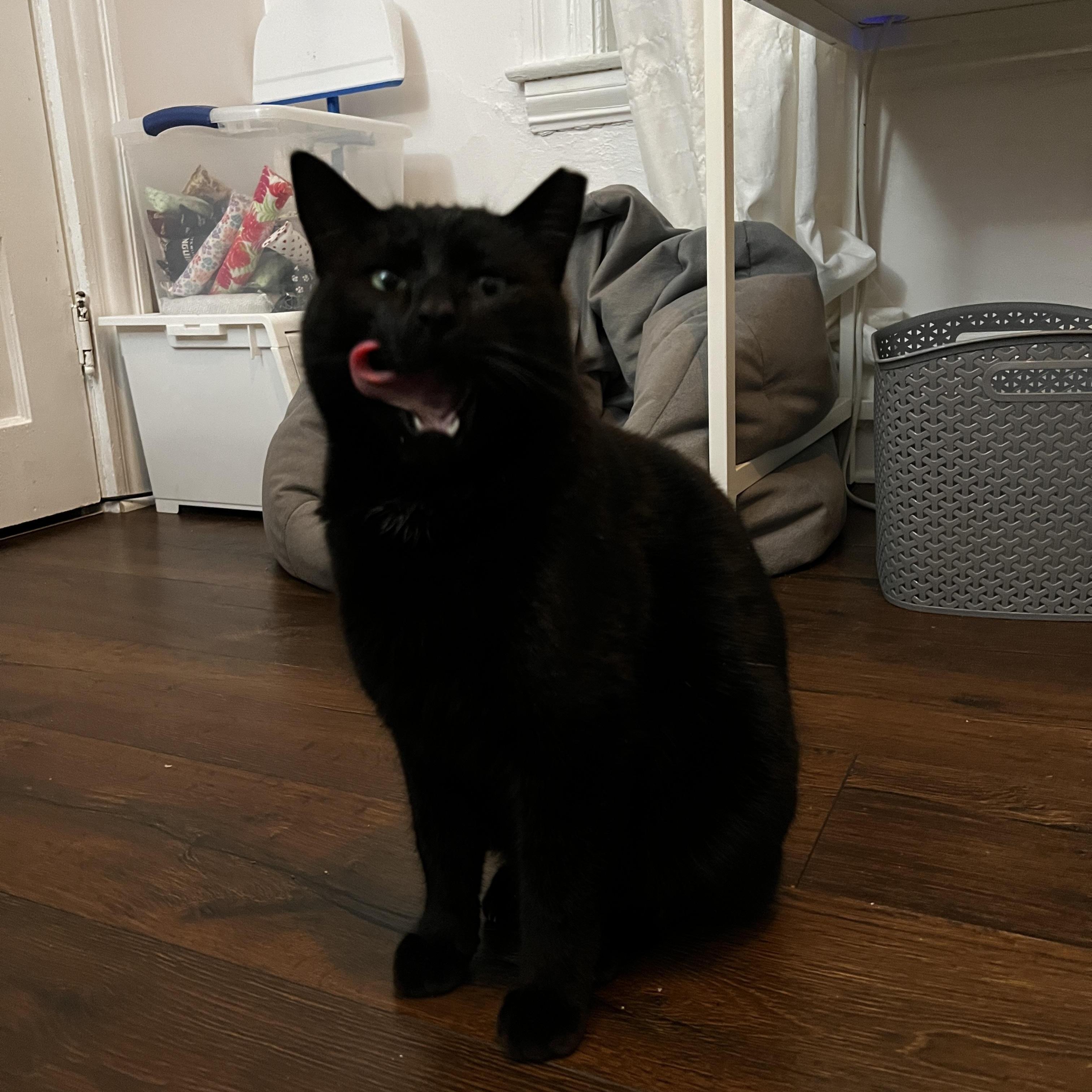 Enlarge Livewire, a Adoptable Domestic Short Hair in South Euclid, OH image 1/3