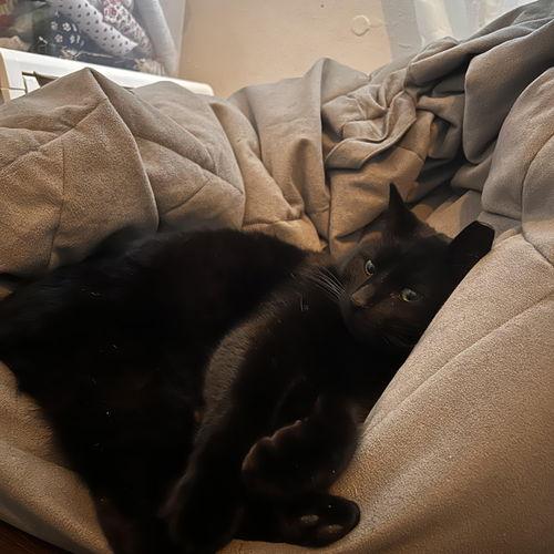 Enlarge Livewire, a Adoptable Domestic Short Hair in South Euclid, OH image 3/3