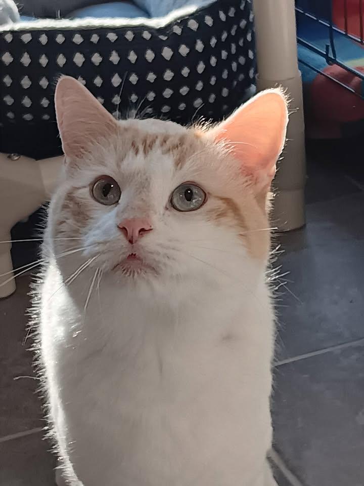 Ravioli, ADOPTABLE, Adult Male Domestic Short Hair.