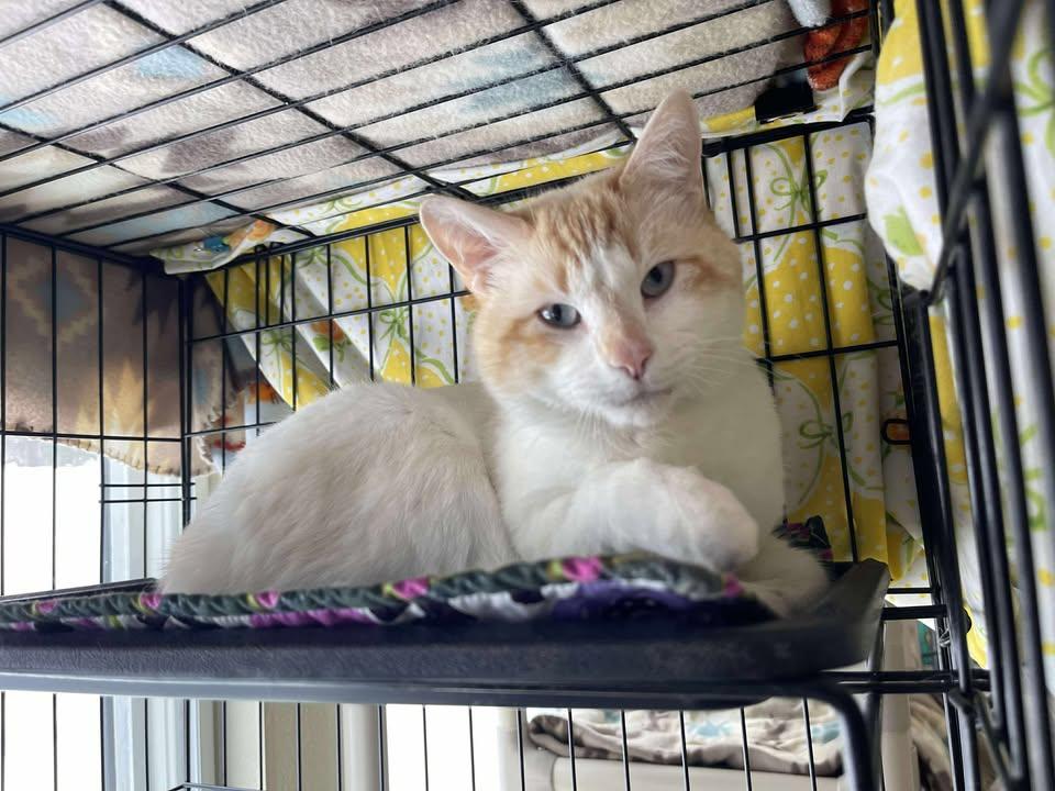 Enlarge Ravioli, a ADOPTABLE Domestic Short Hair in Winthrop, ME image 2/2