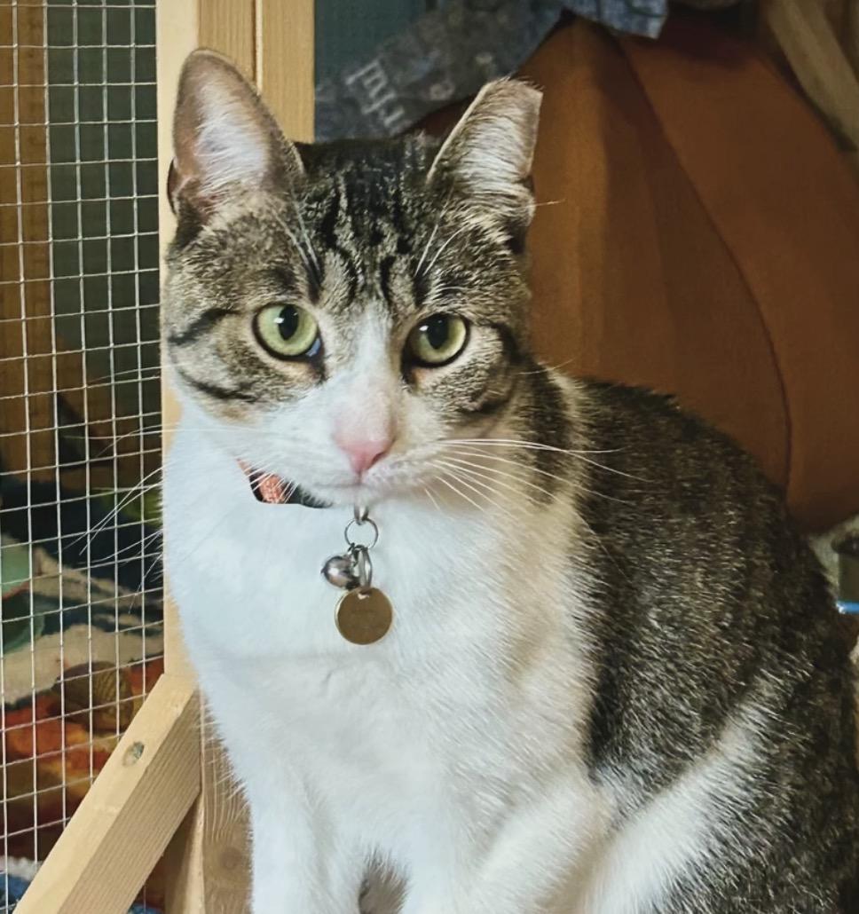 Enlarge Nino, an adopted Domestic Short Hair in Commerce City, CO image 1/6