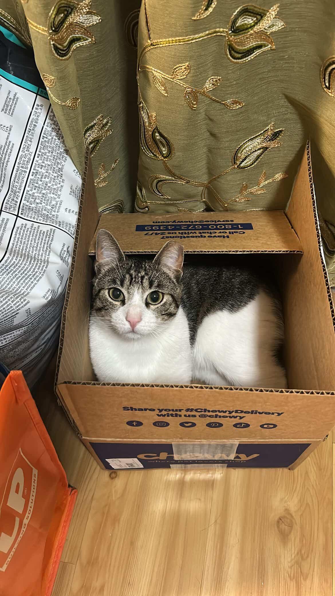 Enlarge Nino, an adopted Domestic Short Hair in Commerce City, CO image 5/6