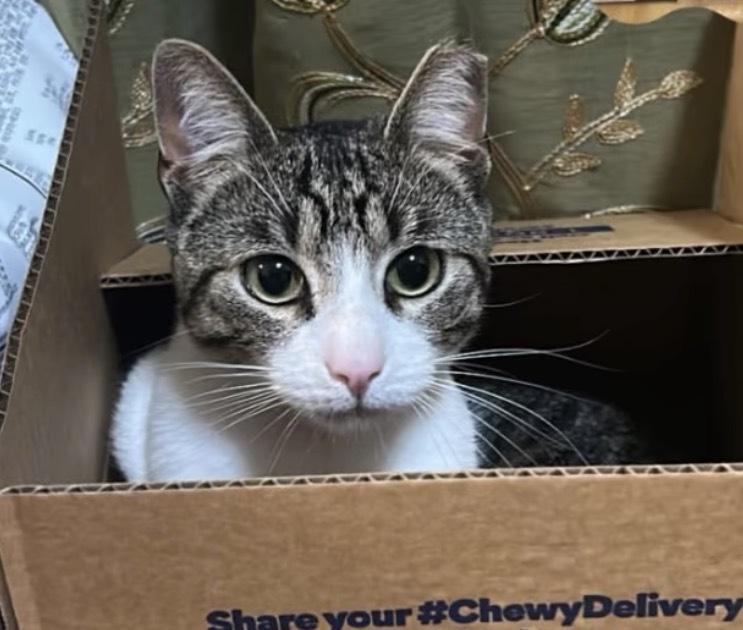 Enlarge Nino, an adopted Domestic Short Hair in Commerce City, CO image 2/6