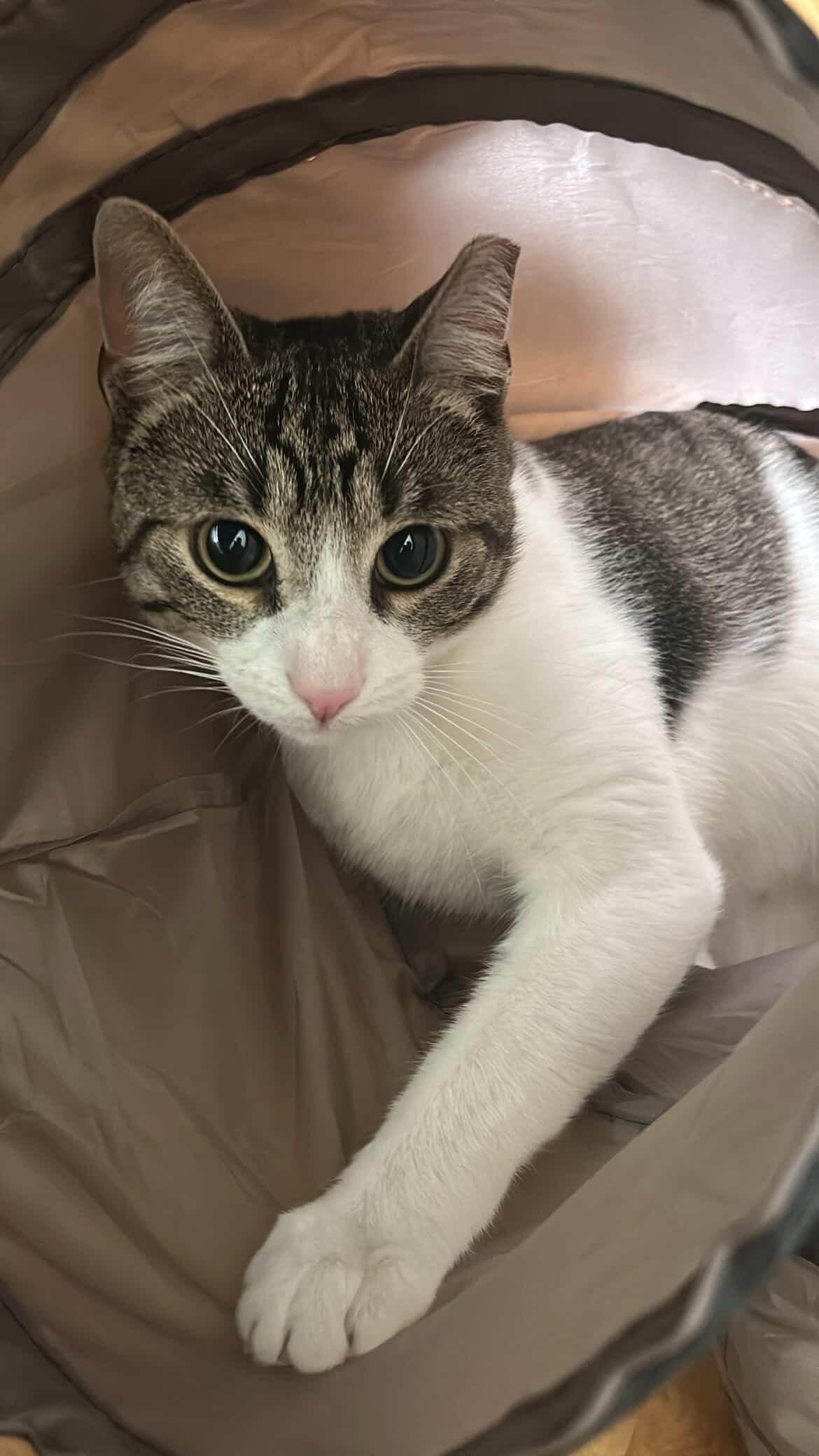 Enlarge Nino, an adopted Domestic Short Hair in Commerce City, CO image 6/6