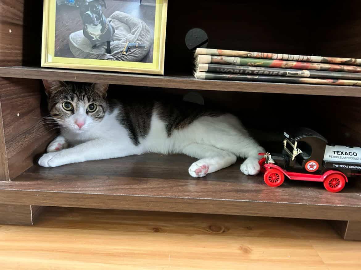 Enlarge Nino, an adopted Domestic Short Hair in Commerce City, CO image 4/6