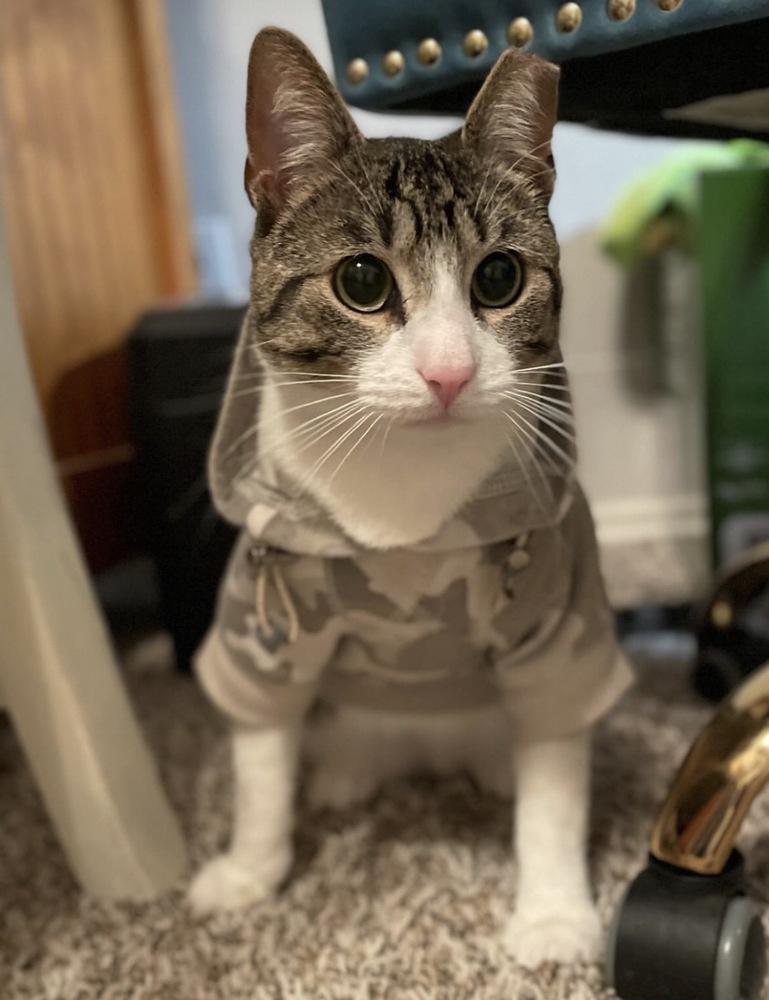 Enlarge Nino, an adopted Domestic Short Hair in Commerce City, CO image 3/6